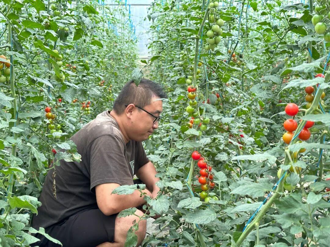 图片[3]-贵阳‘福特斯’小番茄“走俏”大湾区：订单排至10月底-华闻时空