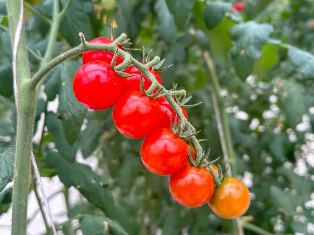 图片[4]-贵阳‘福特斯’小番茄“走俏”大湾区：订单排至10月底-华闻时空