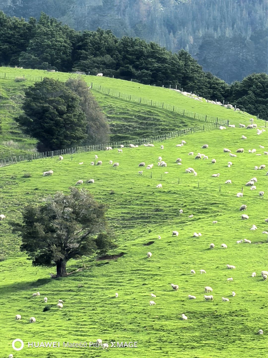 绿色的草地和树林
AI 生成的内容可能不正确。