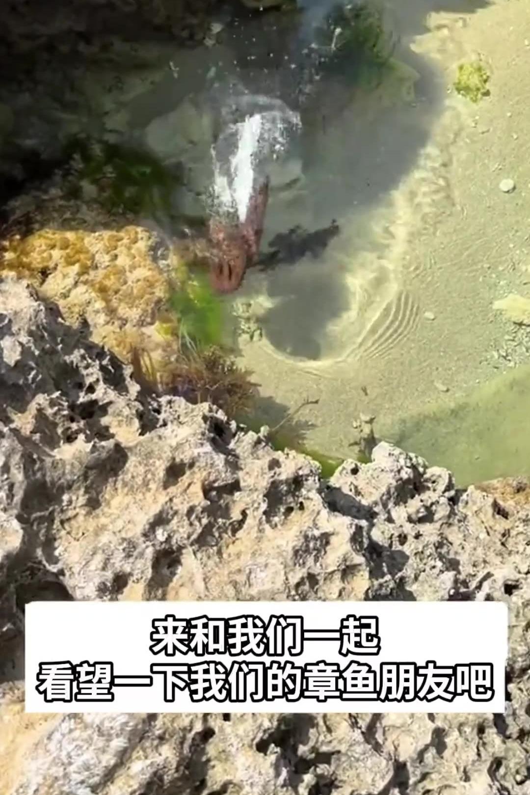 章鱼保罗后继有“鱼”？新加坡金鱼预测世界杯复赛成绩两次皆中！