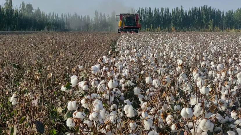 沙雅县棉花采收正当时