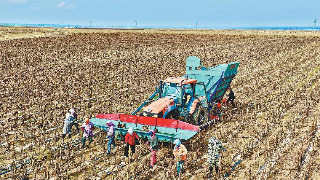 定边县盐场堡镇周台子村5000亩向日葵迎来丰收
