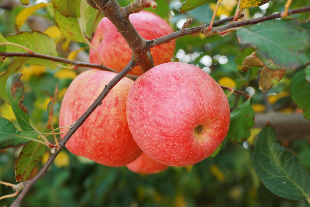 微信图片_20251120103144