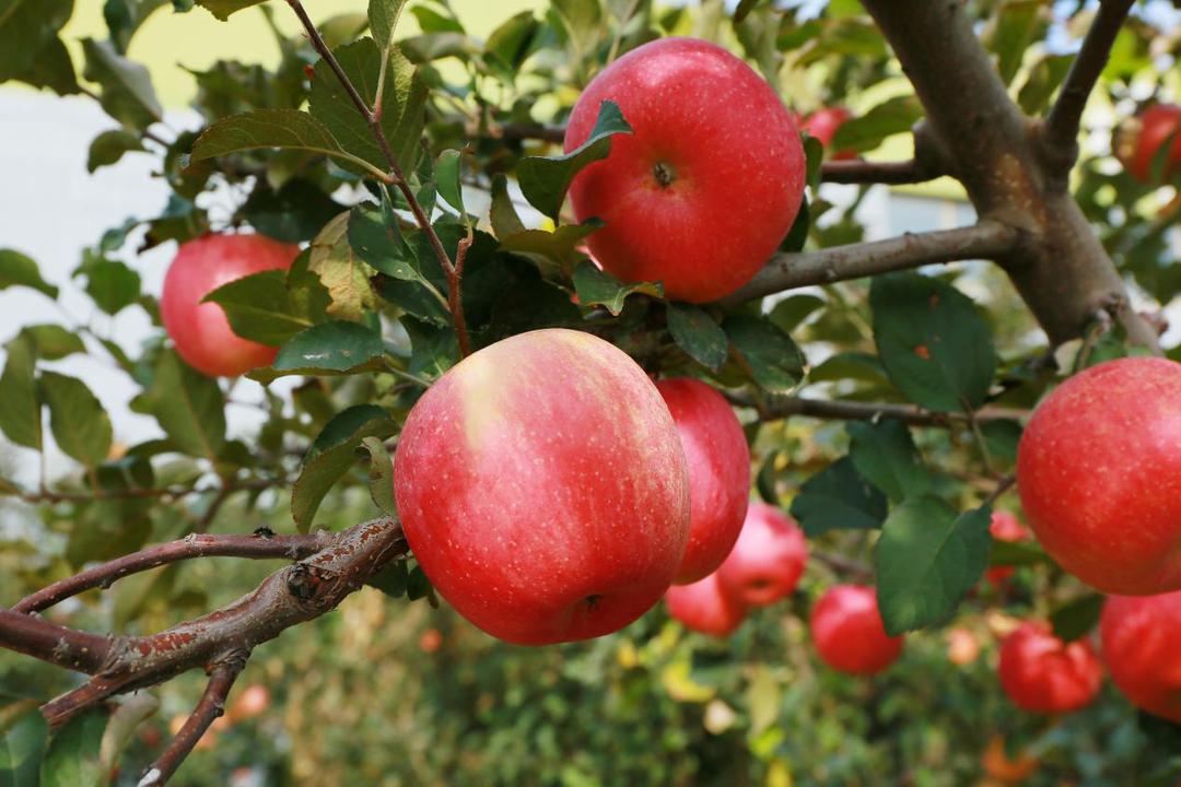 微信图片_20251120103135