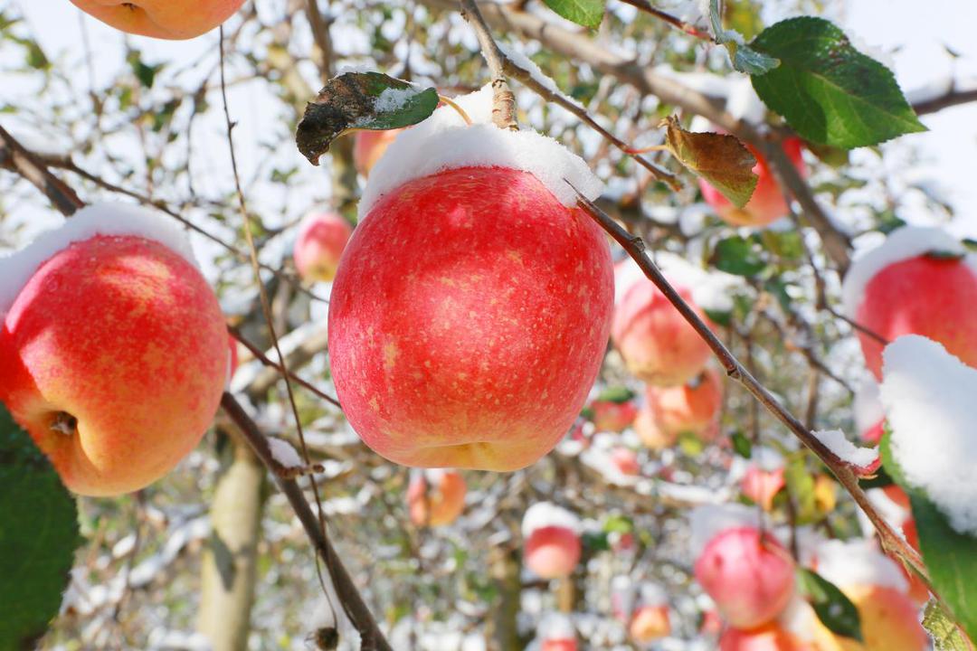 微信图片_20251120103124