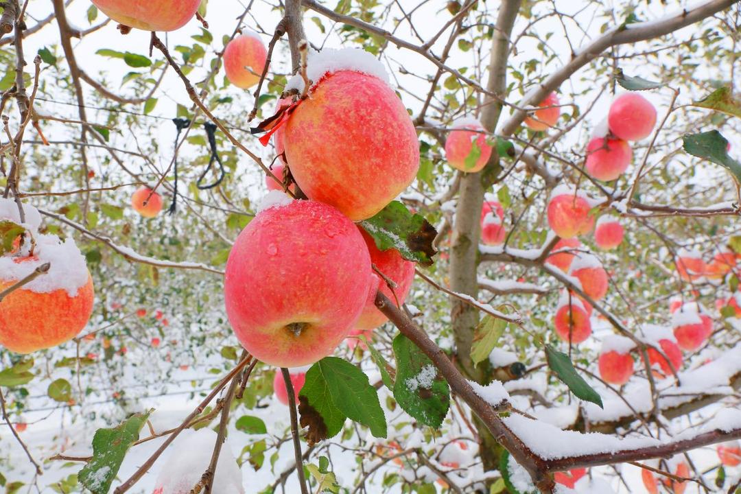 微信图片_20251120103119