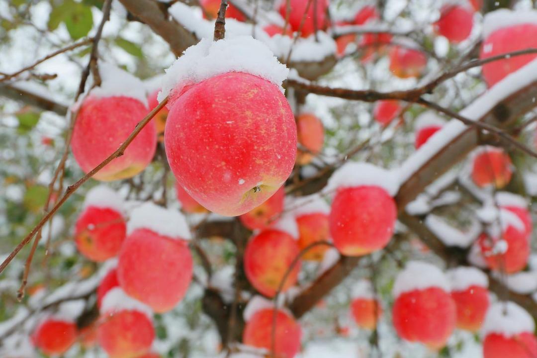 微信图片_20251120103130