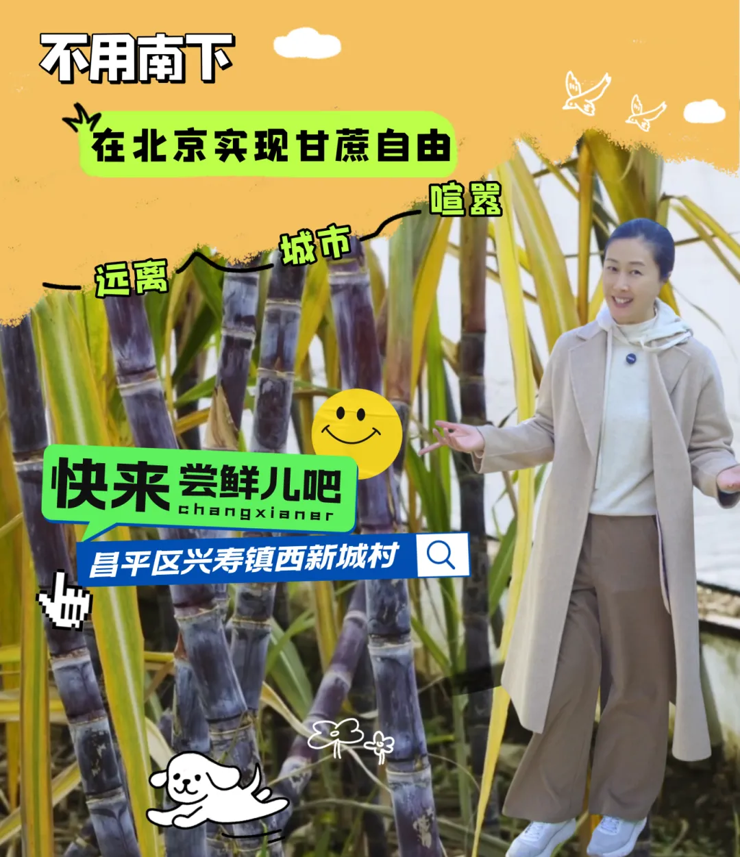 家门口就能掰甘蔗 这波甜蜜必须冲