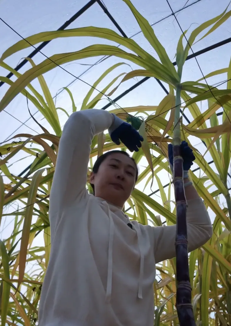 家门口就能掰甘蔗 这波甜蜜必须冲