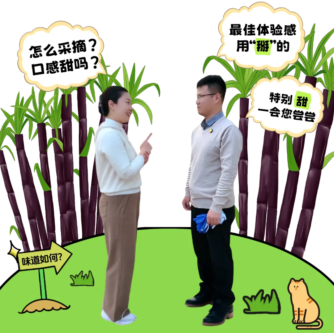 家门口就能掰甘蔗 这波甜蜜必须冲