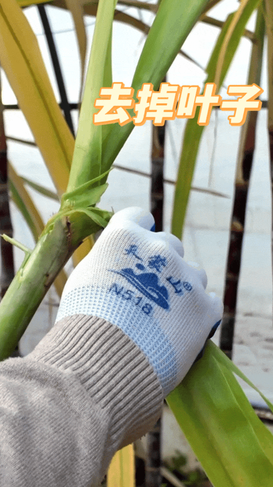家门口就能掰甘蔗 这波甜蜜必须冲