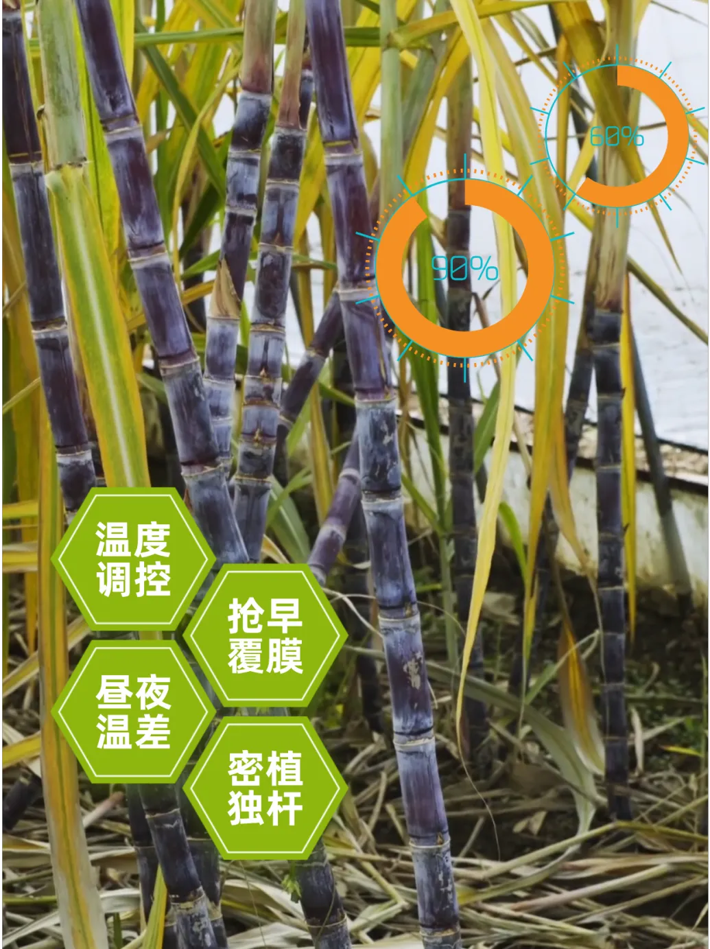 家门口就能掰甘蔗 这波甜蜜必须冲