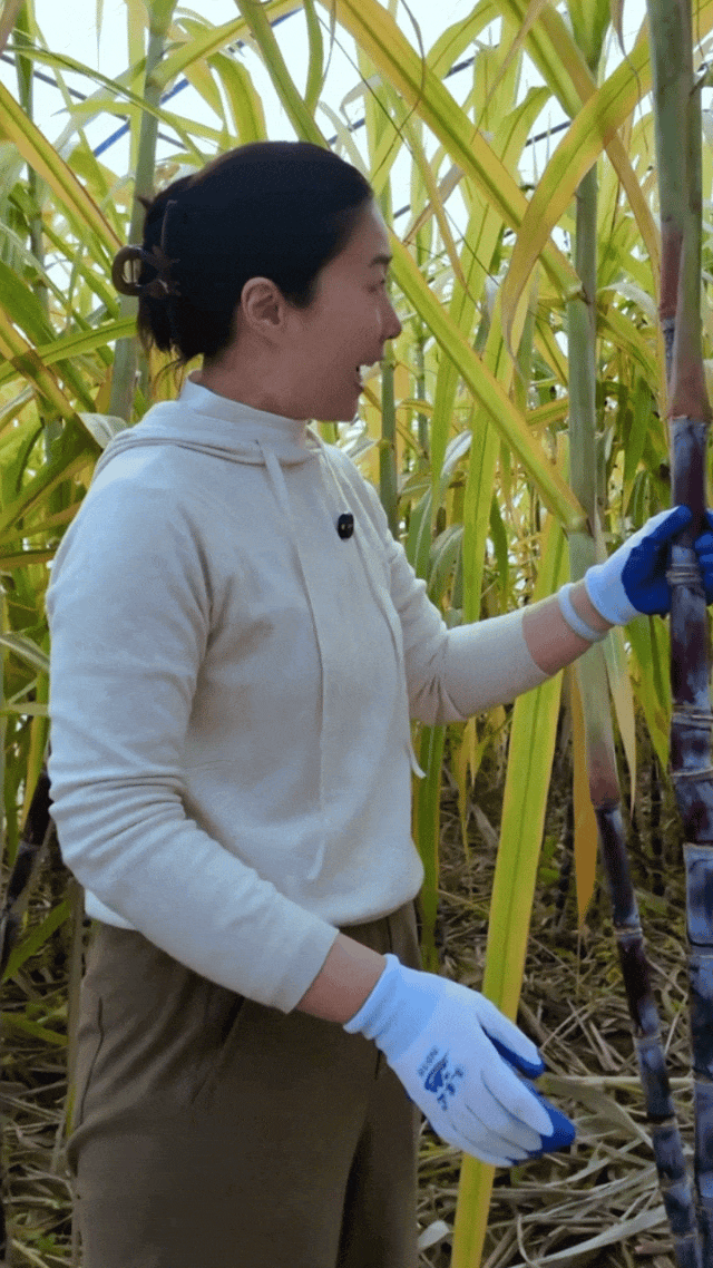 家门口就能掰甘蔗 这波甜蜜必须冲