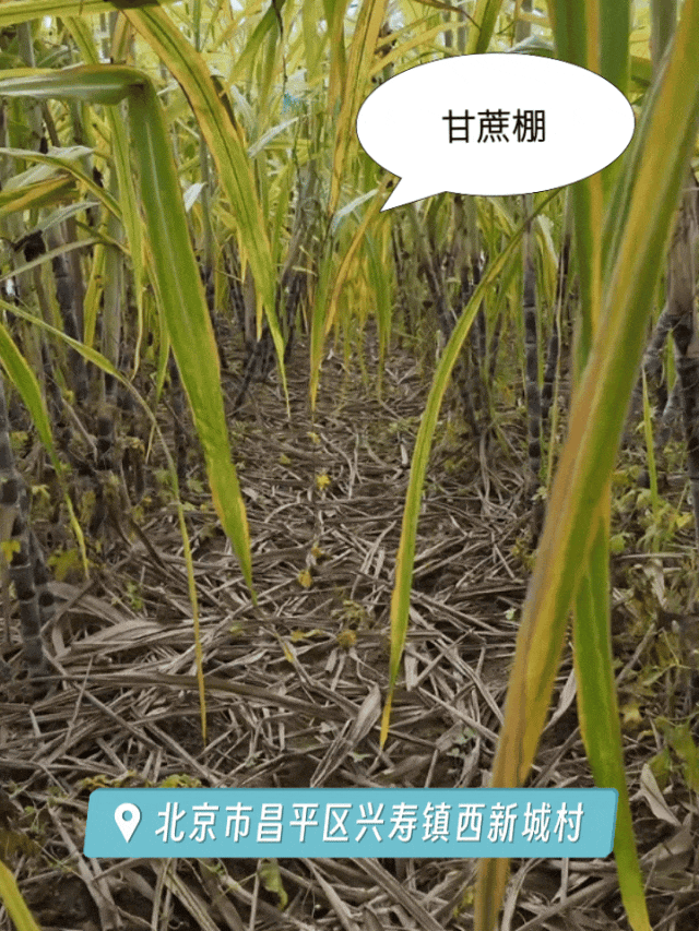 家门口就能掰甘蔗 这波甜蜜必须冲