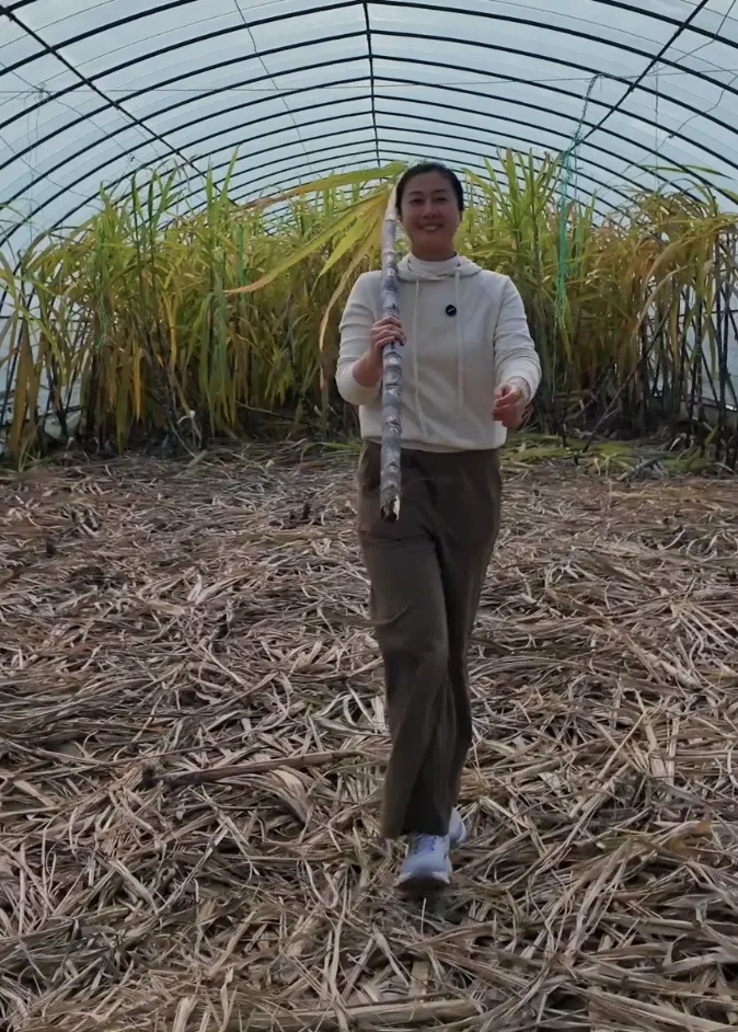 家门口就能掰甘蔗 这波甜蜜必须冲