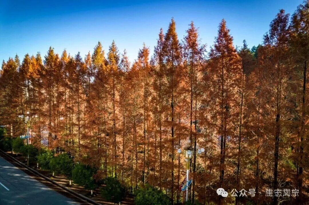 周宁11月景色速览!四帧画面,藏着最治愈的松弛感