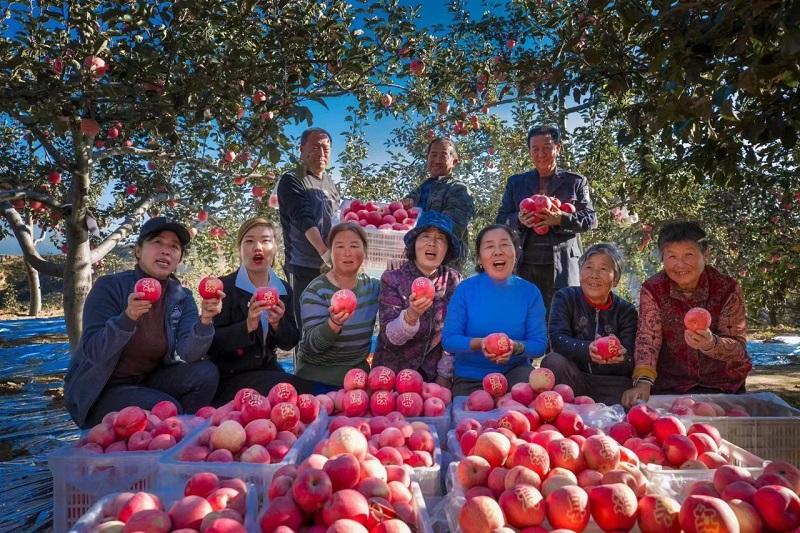 绥德县“苹果女司令”田俊莲的二十年征途