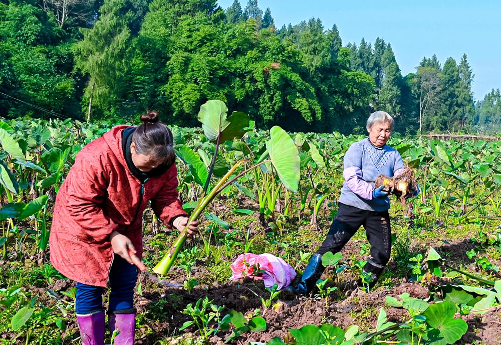 202512/120749039730336.jpg 202512/120749039730336.jpg