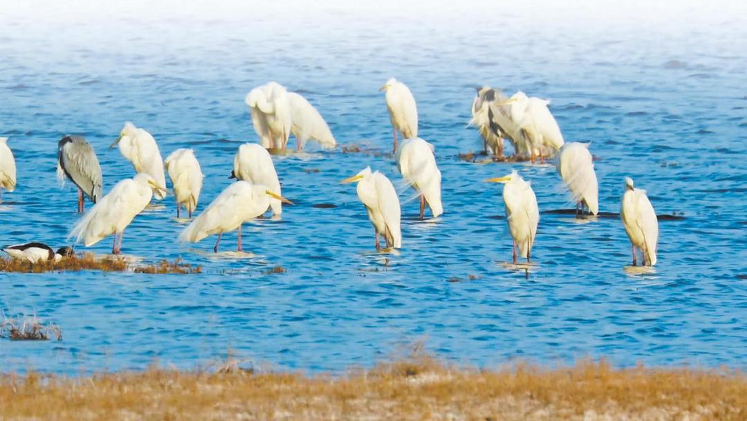 定边盐湖湿地迎来“贵客”:珍稀白鹭栖息印证生态向好 定边盐湖湿地迎来“贵客”:珍稀白鹭栖息印证生态向好