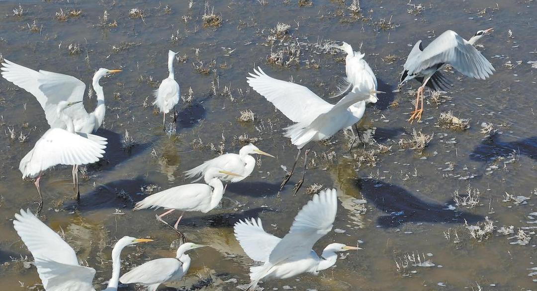 定边盐湖湿地迎来“贵客”:珍稀白鹭栖息印证生态向好