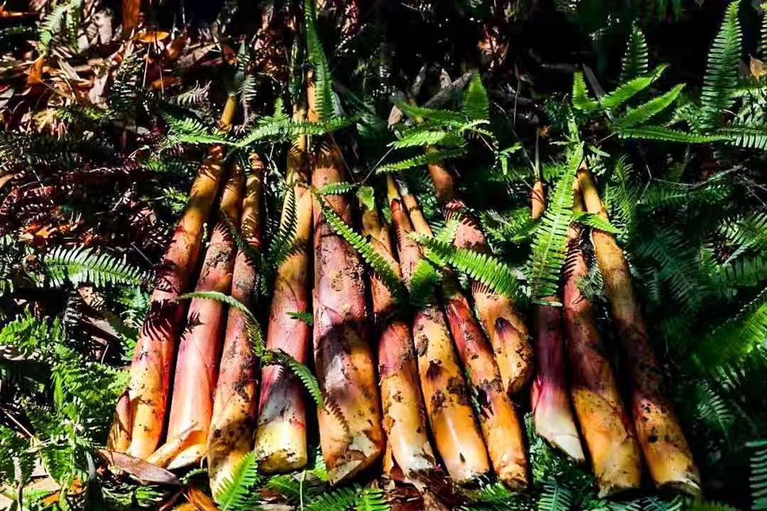 图片[3]-揭西苦笋省级现代农业产业园书写广东特色农业现代化答卷   -华闻时空