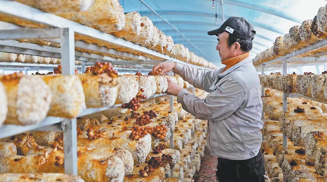 子洲县马蹄沟镇小蘑菇撑起“致富伞”