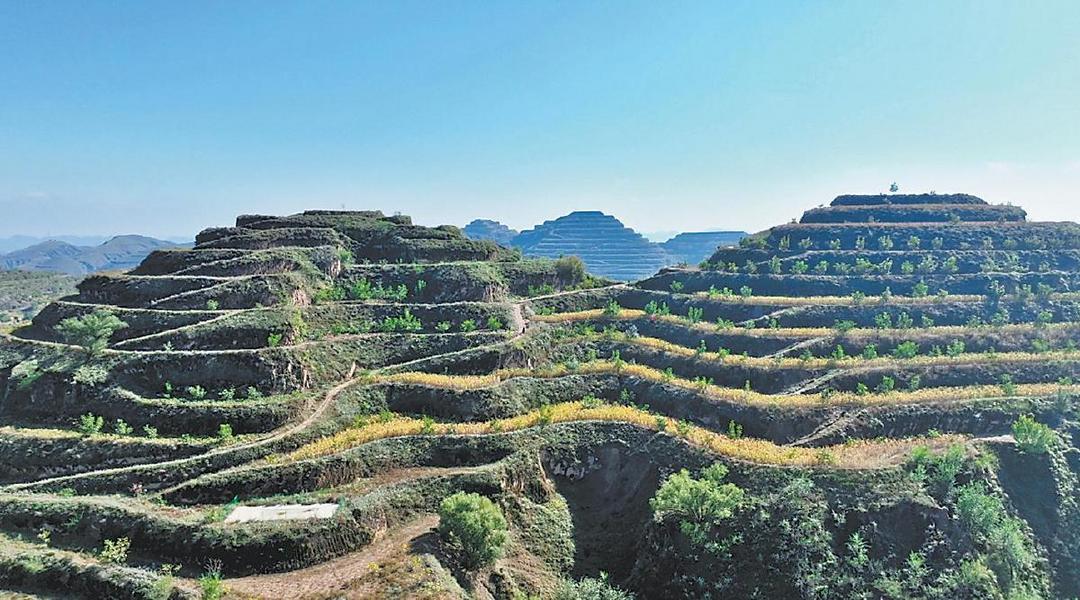 子洲县创新“核桃+”模式，走出生态产业融合发展新路径——绿林结金果 产业富民生