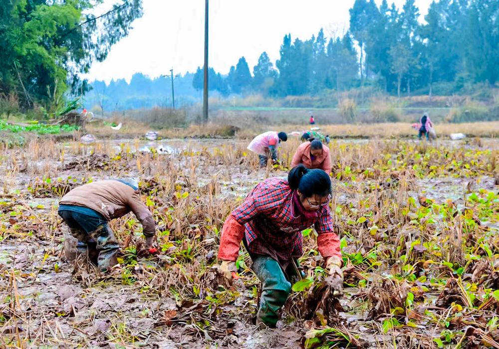 Sichuan Yingshan: Xiaopeng Community has a bountiful harvest of Alisma