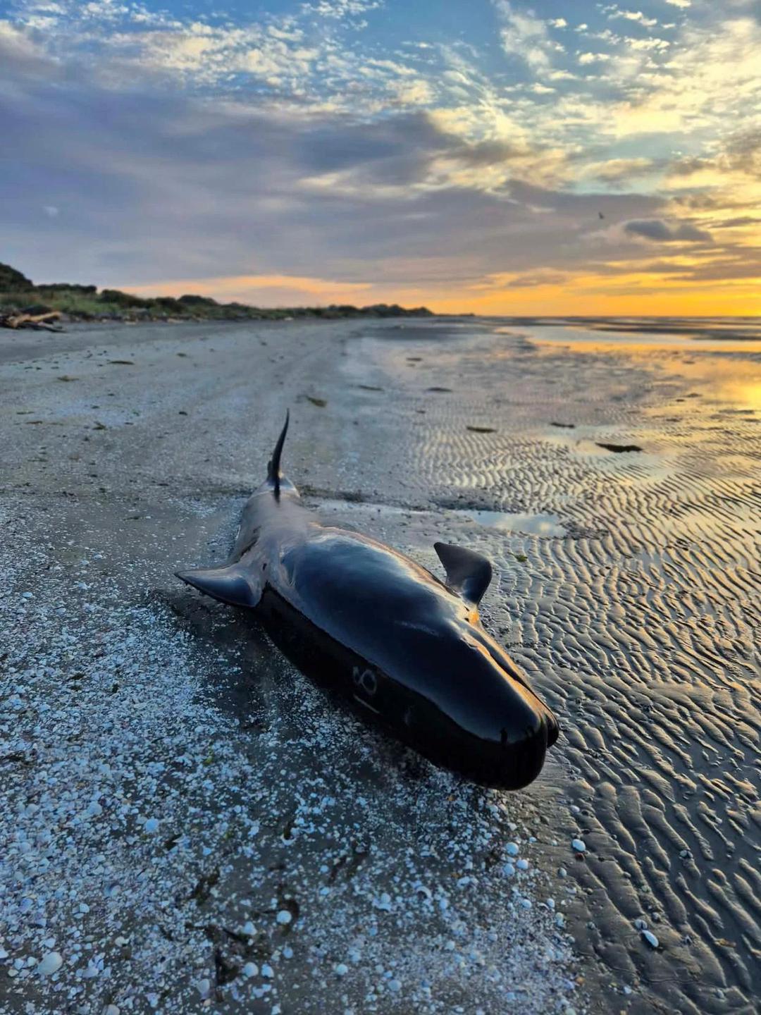 新西兰鲸鱼搁浅事件：11头被实施安乐死，42头重回大海_智利_新闻_华人头条