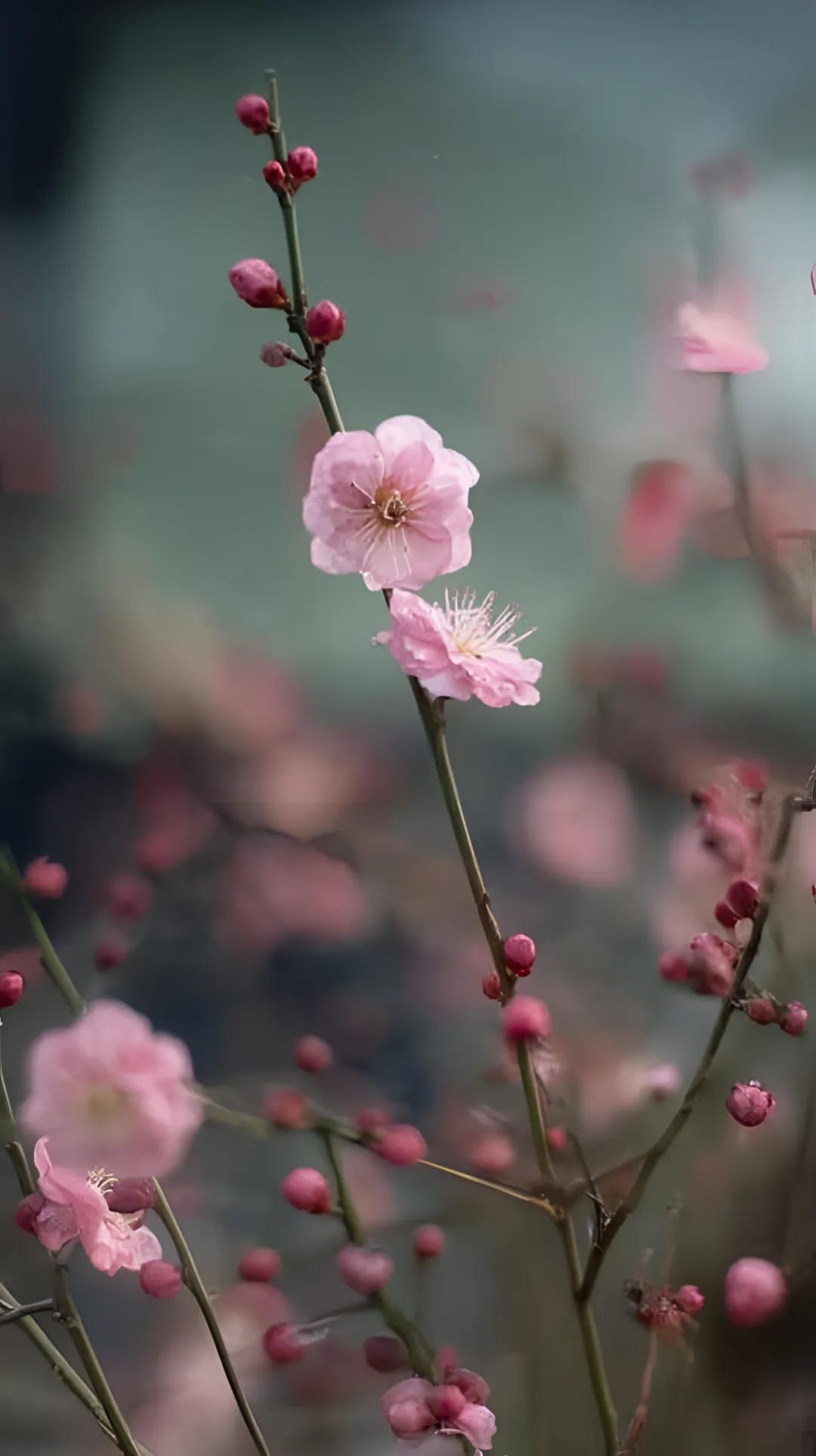 中年以后最好的状态，是半隐半藏_柬埔寨_新闻_华人头条