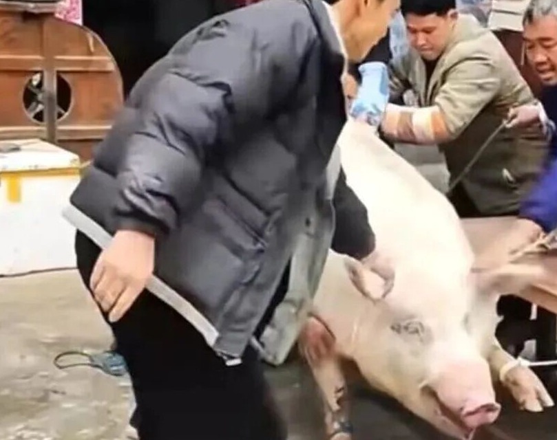 神使「猪」 呆呆杀猪宴”现象能成为新消费品牌吗？_温尼伯_新闻_华人头条
