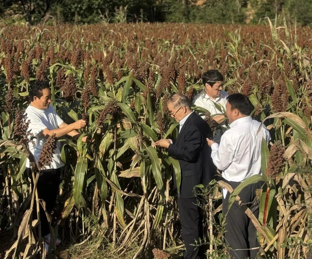 守护绿水青山——<a href=https://www.shidiannet.com/zt/shaanxi/ target=_blank class=infotextkey>陕西</a>白水杜康获“WFFTZ全球绿色贸易奖”