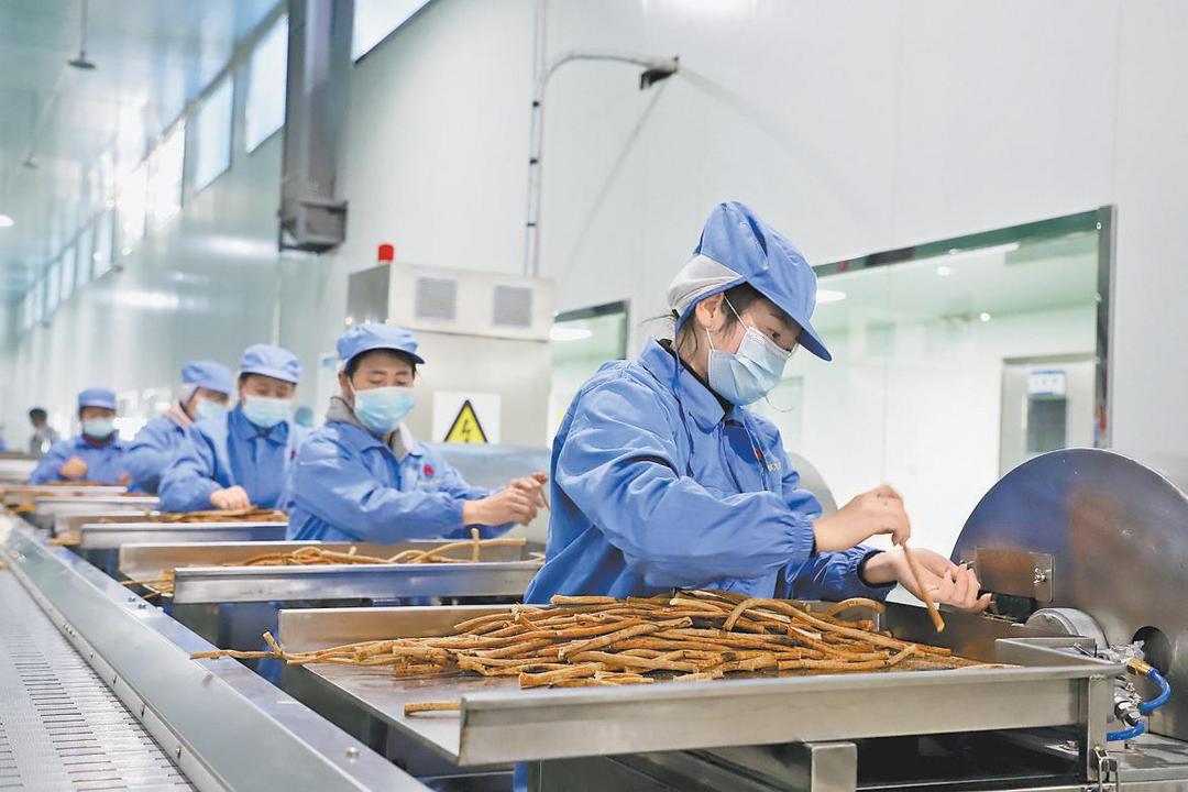 子洲县深挖传统草药潜力锻造强县富民产业：开好“黄芪方” 拓宽“振兴路”