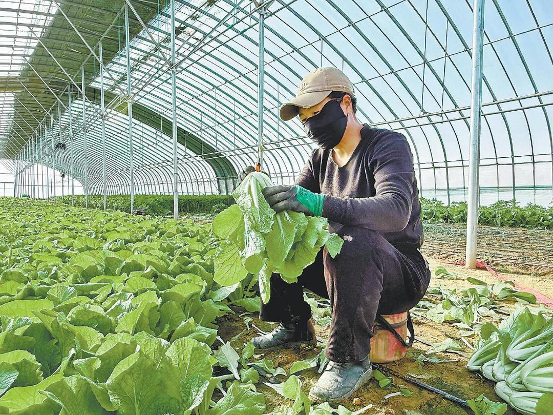 1月19日,在定边县定边街道十里沙村蔬菜大棚内,种植户正在采收蔬菜。李德龙摄