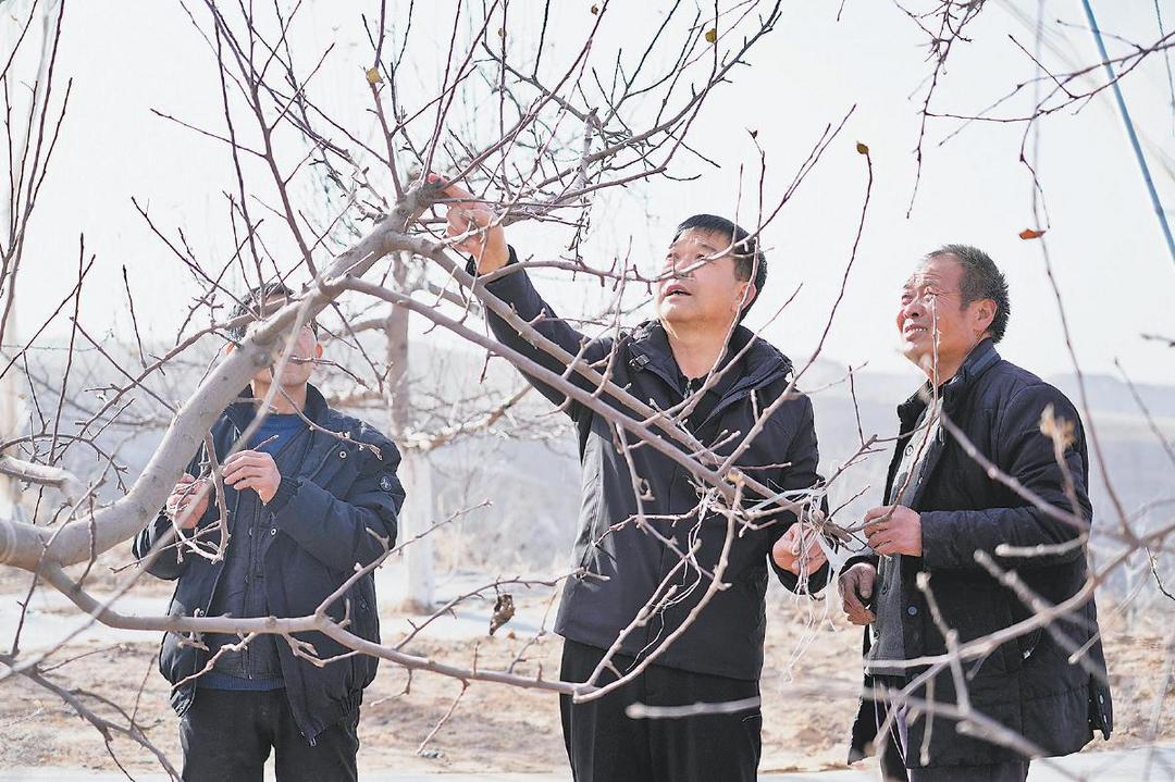 佳县茂林果园专业合作社王海军:宁愿自己吃亏,不负群众信赖