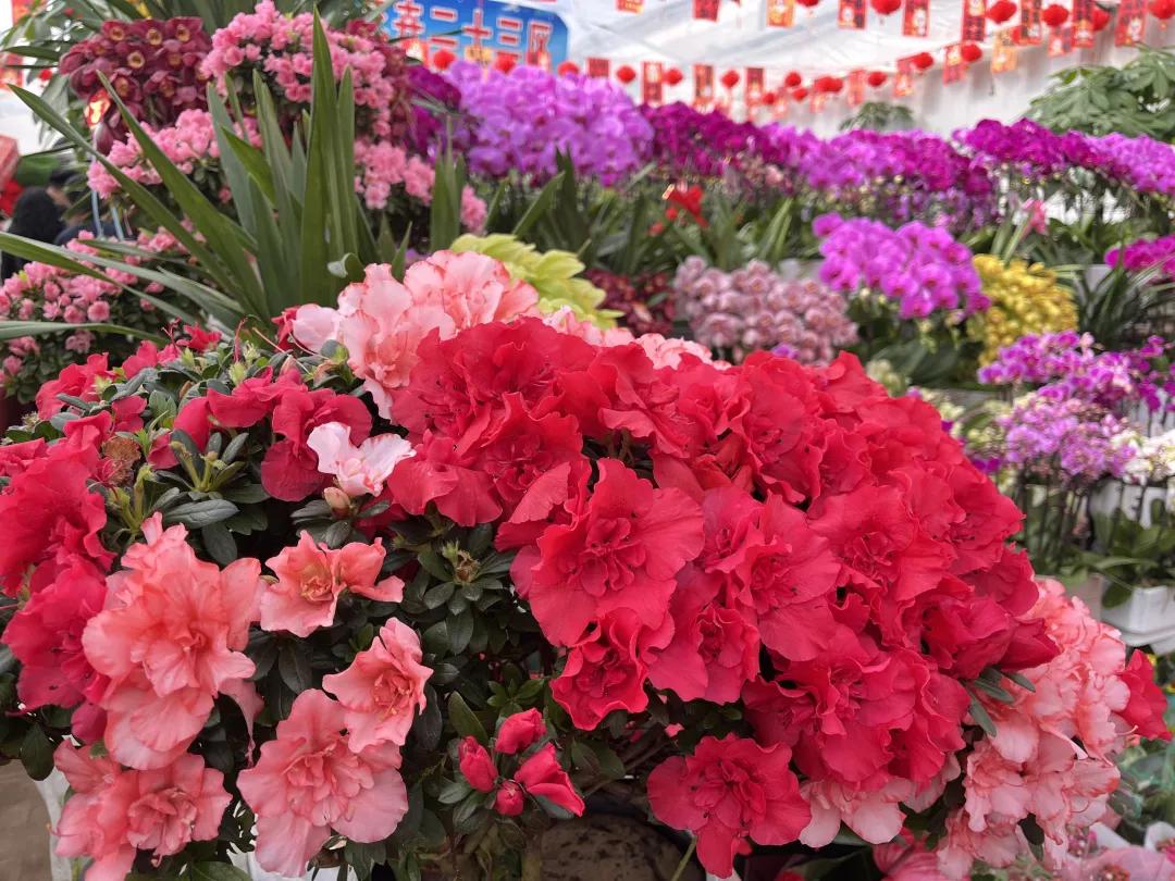 榆林市博朗花鸟鱼虫市场的花