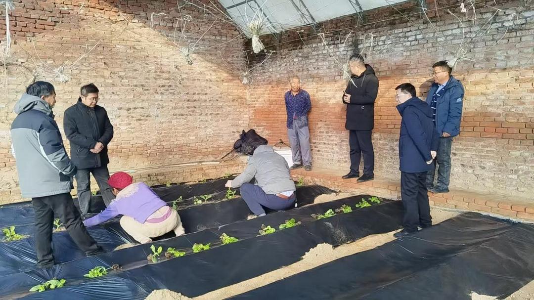 先后深入府谷县孤山镇、武家庄镇辣椒种植备选地块及现代特色农业示范园育苗大棚实地调研