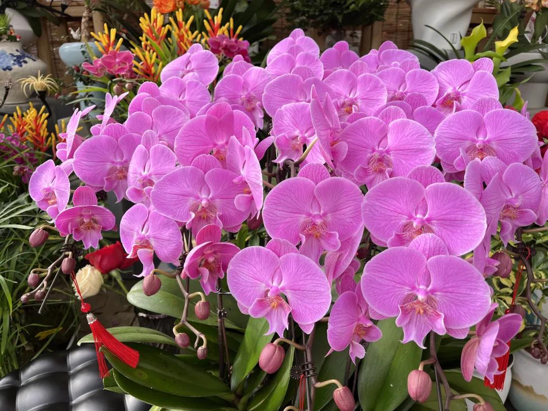 榆林市博朗花鸟鱼虫市场