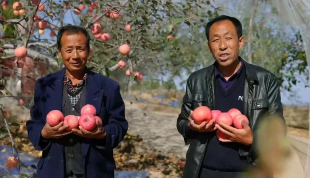 子洲县苗家坪镇庙岔村党支部书记张卫东：黄土地上践初心 果林间里绘振兴