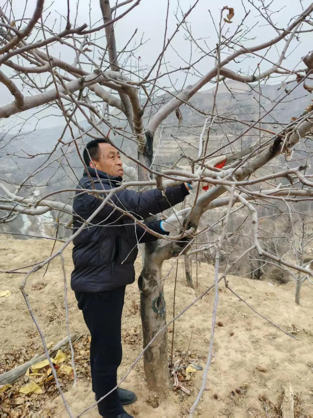 1月31日，张卫东修剪管护果树。通讯员 郭彩瑞摄