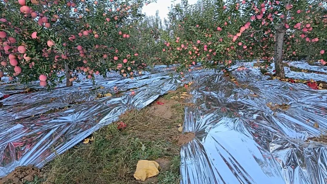 庙岔村山地苹果种植园。通讯员郭彩瑞摄