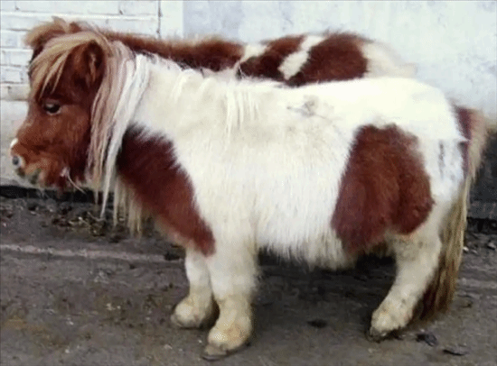 马年爆火宠物小矮马：身高不足一米 最高售价超10万