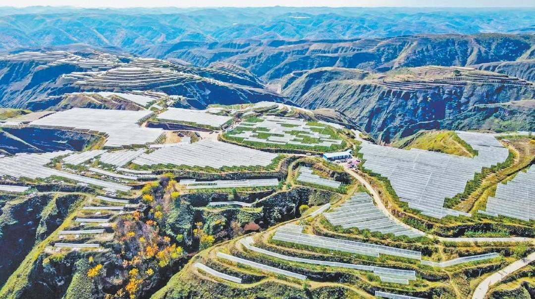 子洲县裴家湾镇寺家沟村山地苹果种植基地。李志东摄
