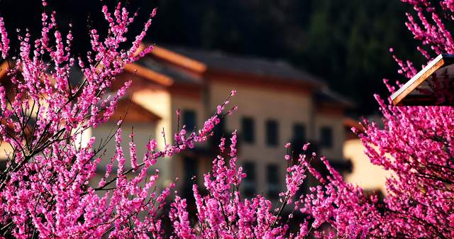 且以梅香唤春归——六盘水梅花山梅园盛花期迎来赏花人潮