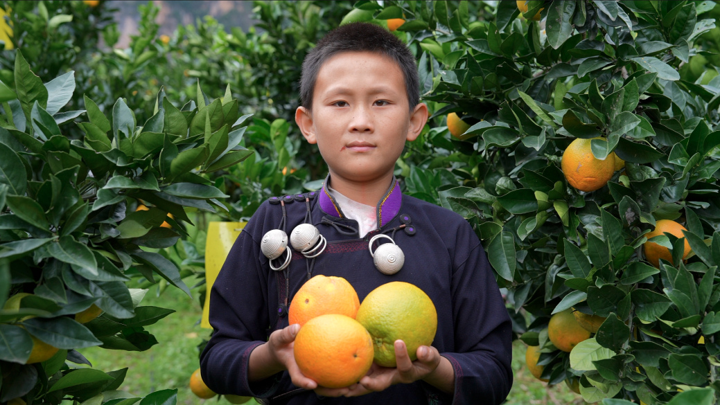 村里的脐橙因为直播带货走出了大山