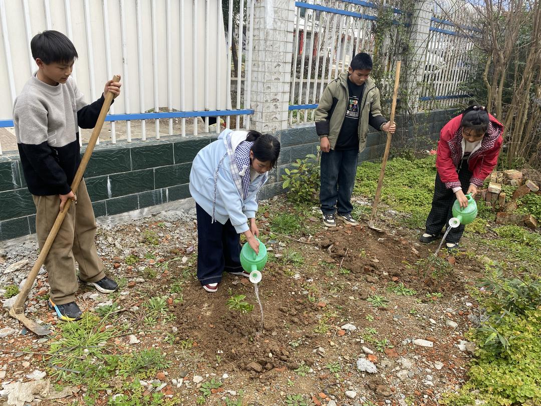 学生为小树苗浇水