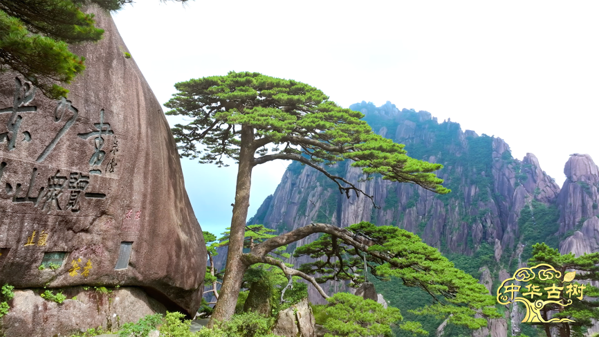 /Volumes/USB DISK/10月11月份中国电视物料/植树节《中华古树》物料/剧照+横版海报/安徽黄山迎客松.png安徽黄山迎客松