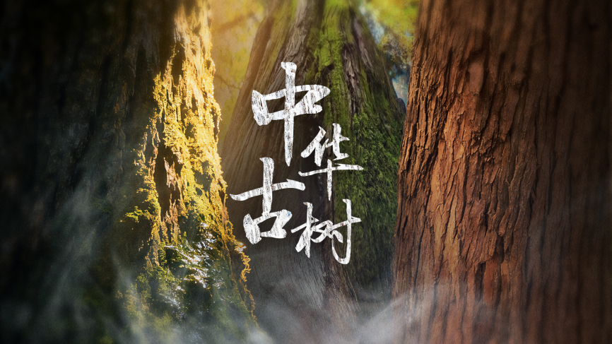 《中华古树》横版海报