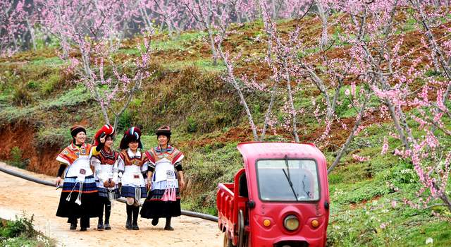 青山作屏花织锦 保华镇百亩桃花绘出春日“浪漫画卷”