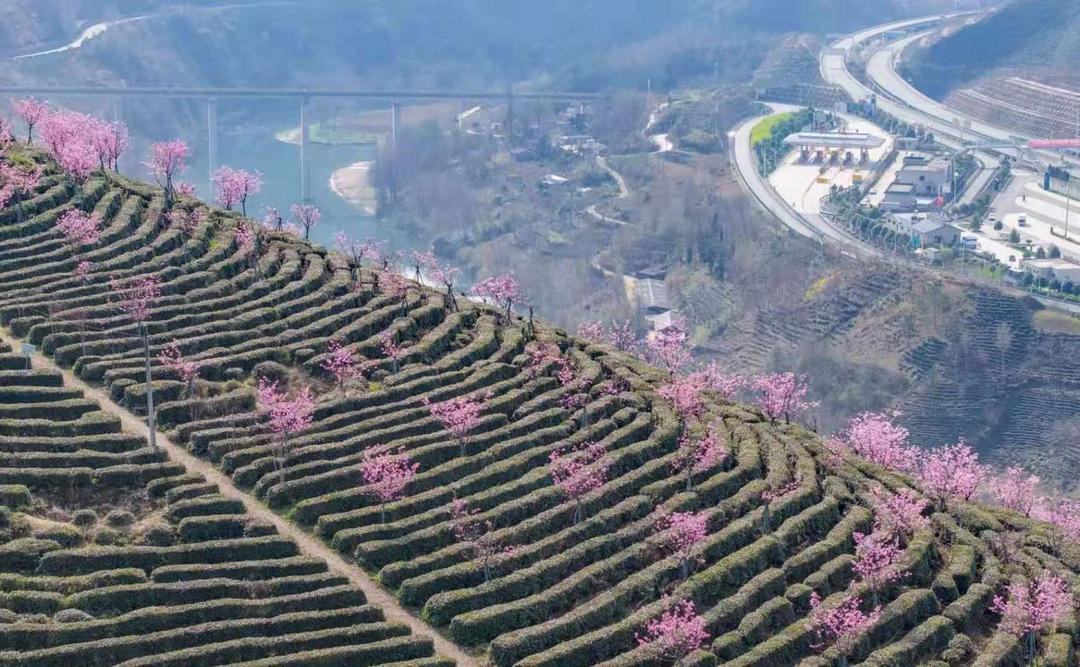 陕西交控服务管理集团午子山服务区:交旅融合促发展